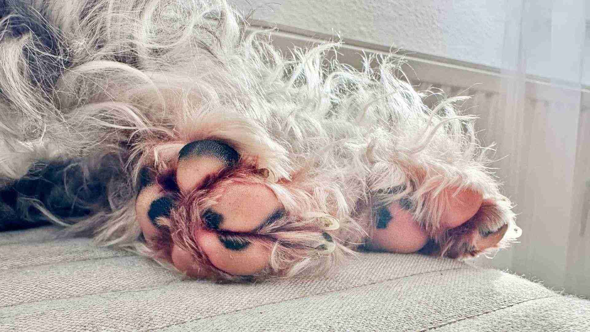 Pododermatitis en perros: causas, síntomas y cuidados básicos