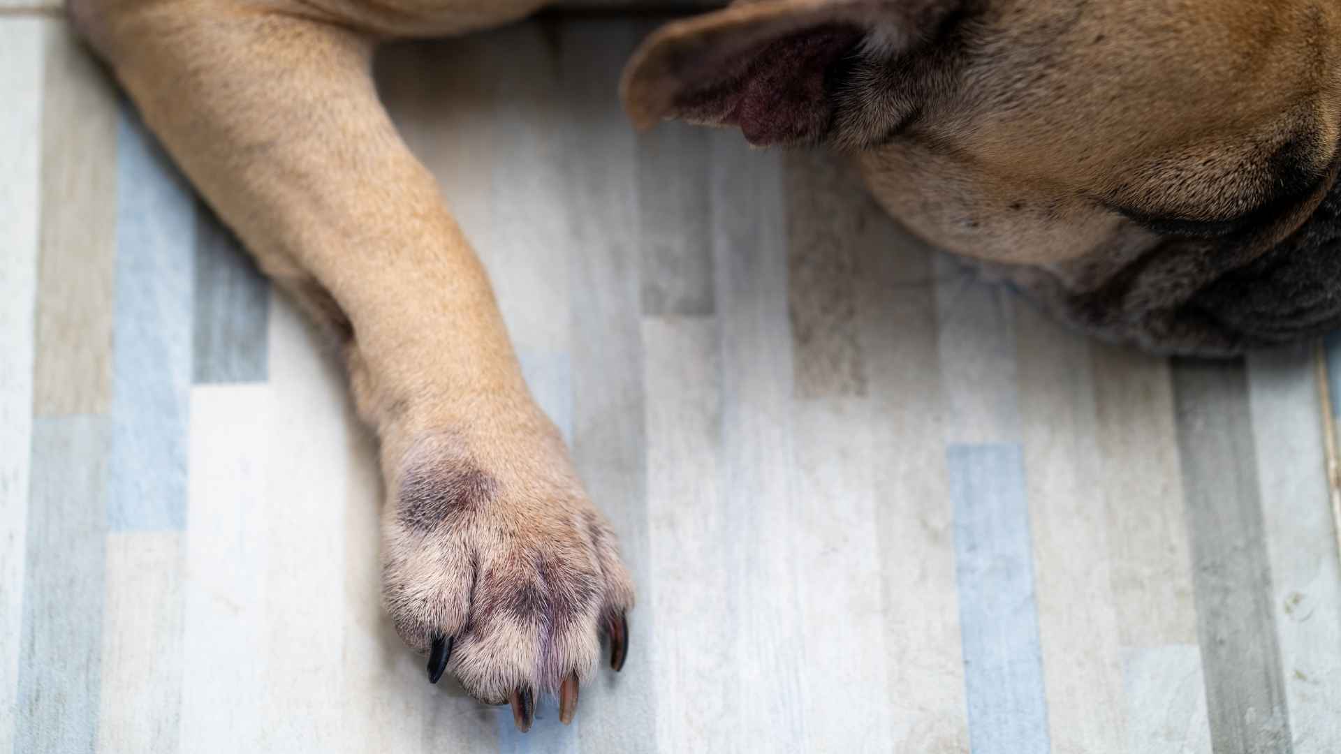 Pododermatitis en perros: causas, síntomas y cuidados básicos