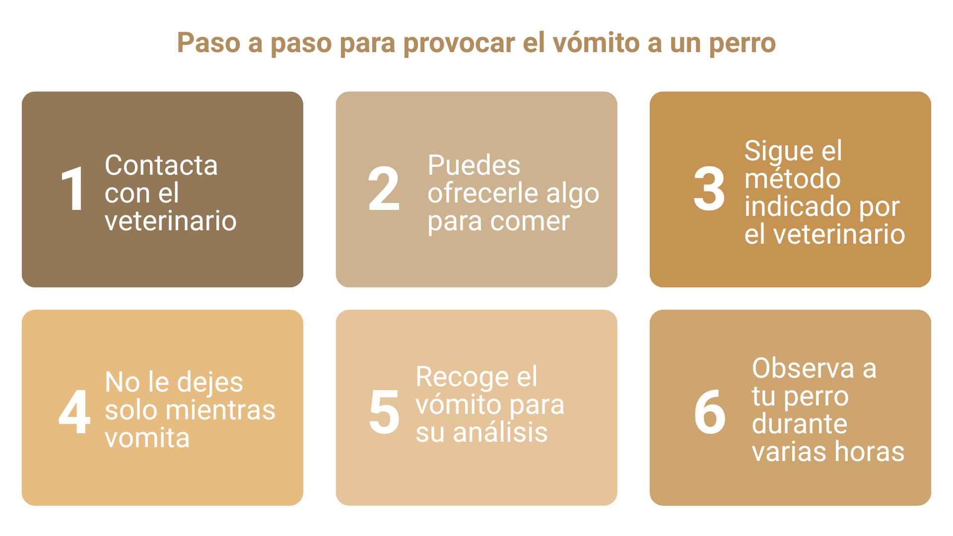  paso a paso provocar vómito en perros 