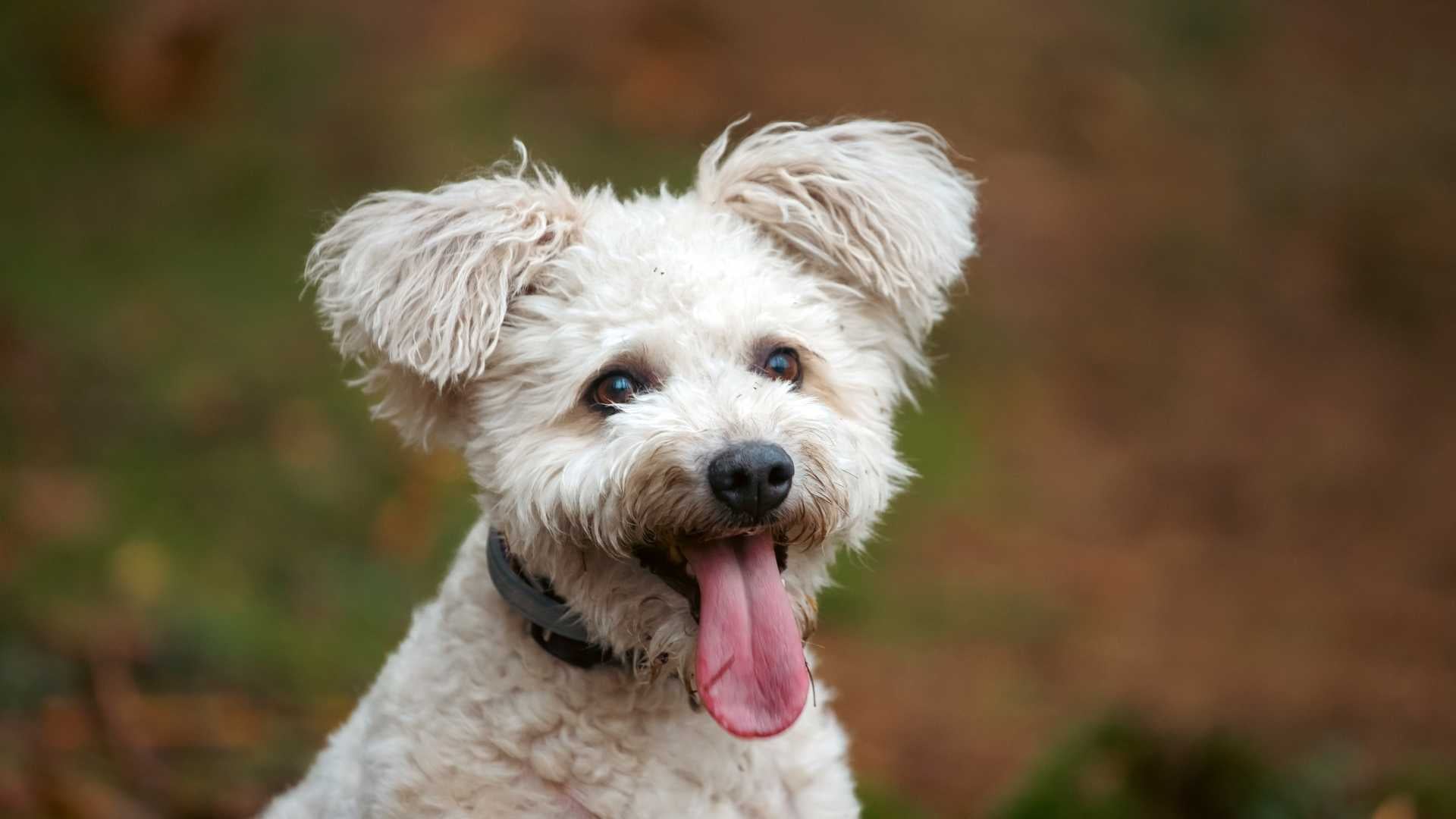 pumi perro pelo rizado