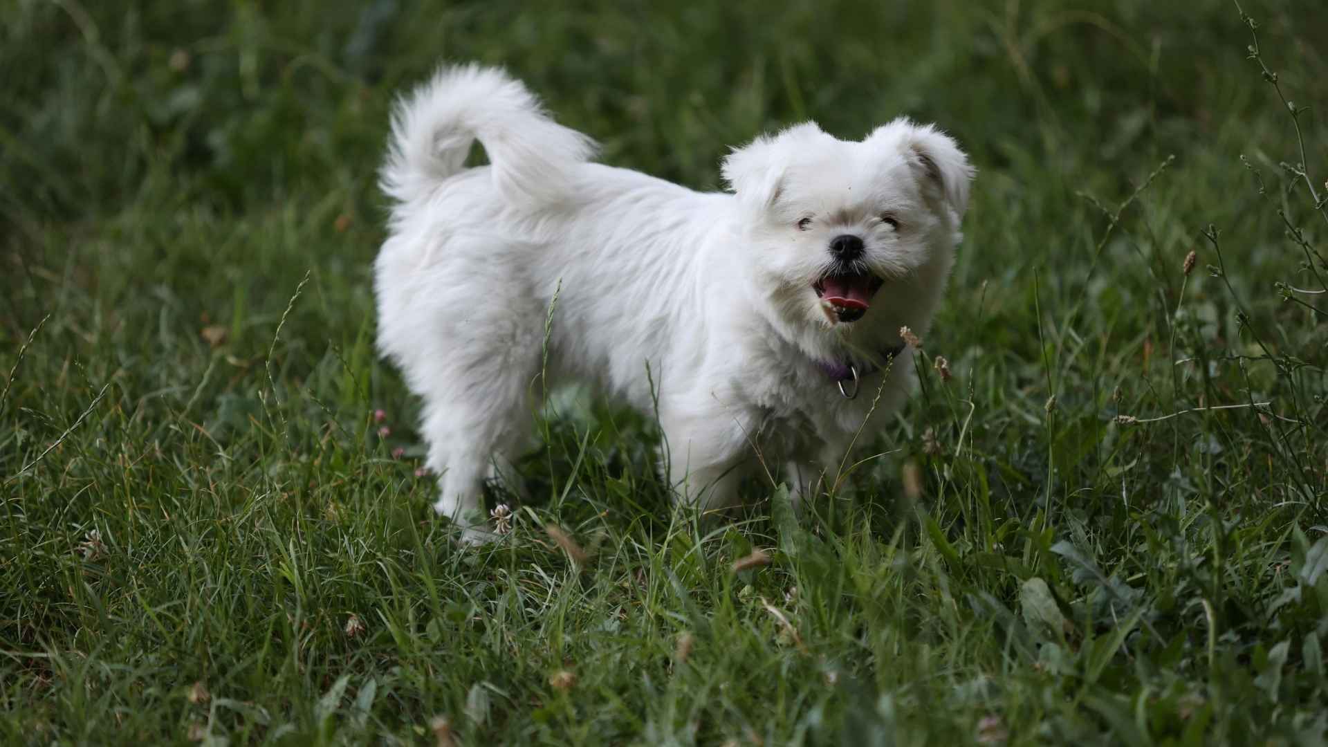 puppy cut
