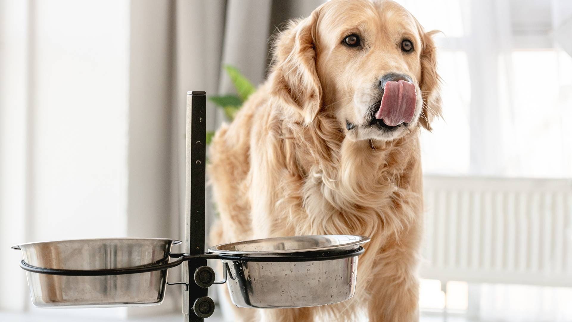 Comida casera para perros