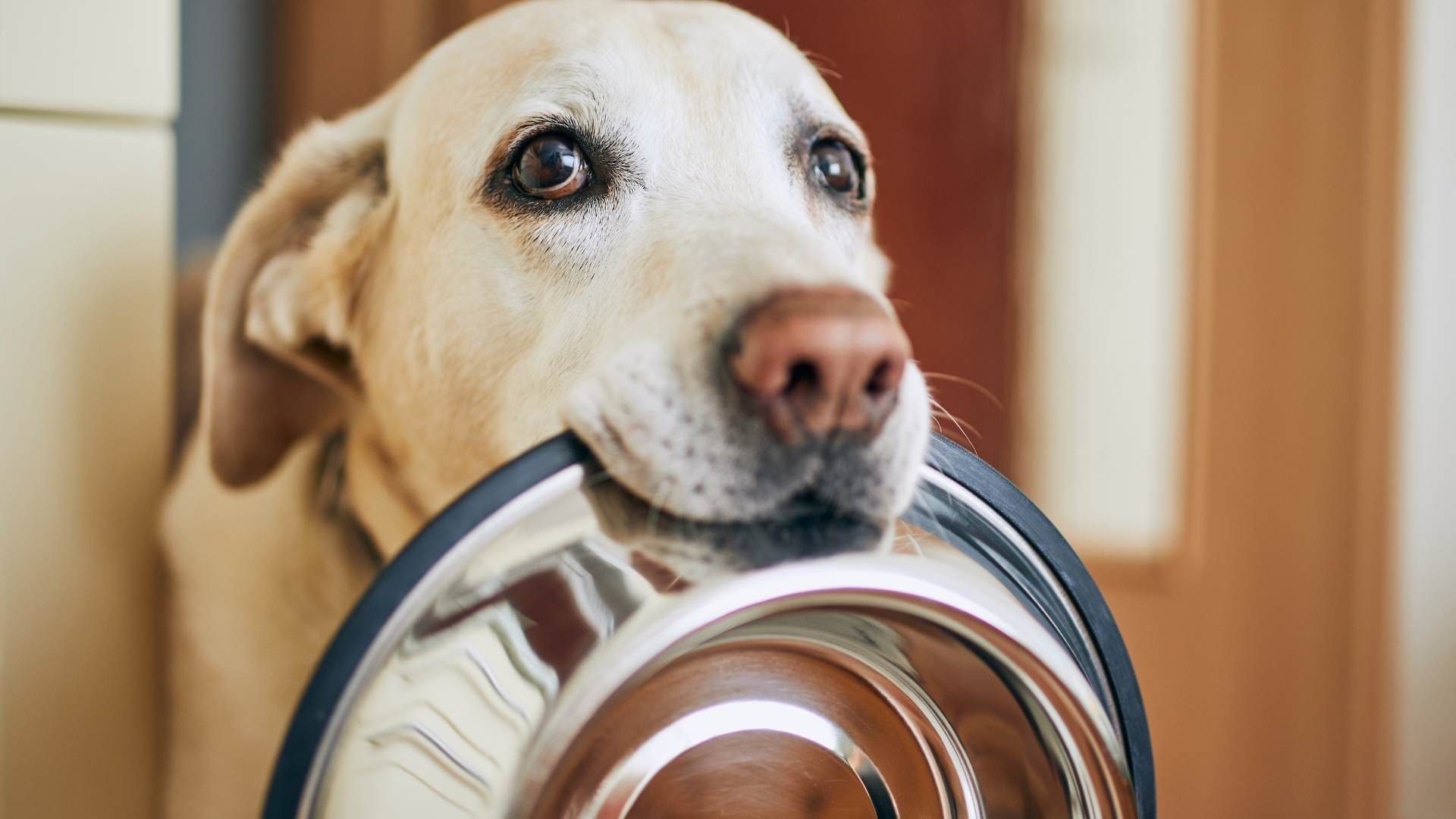 Recetas caseras para perros