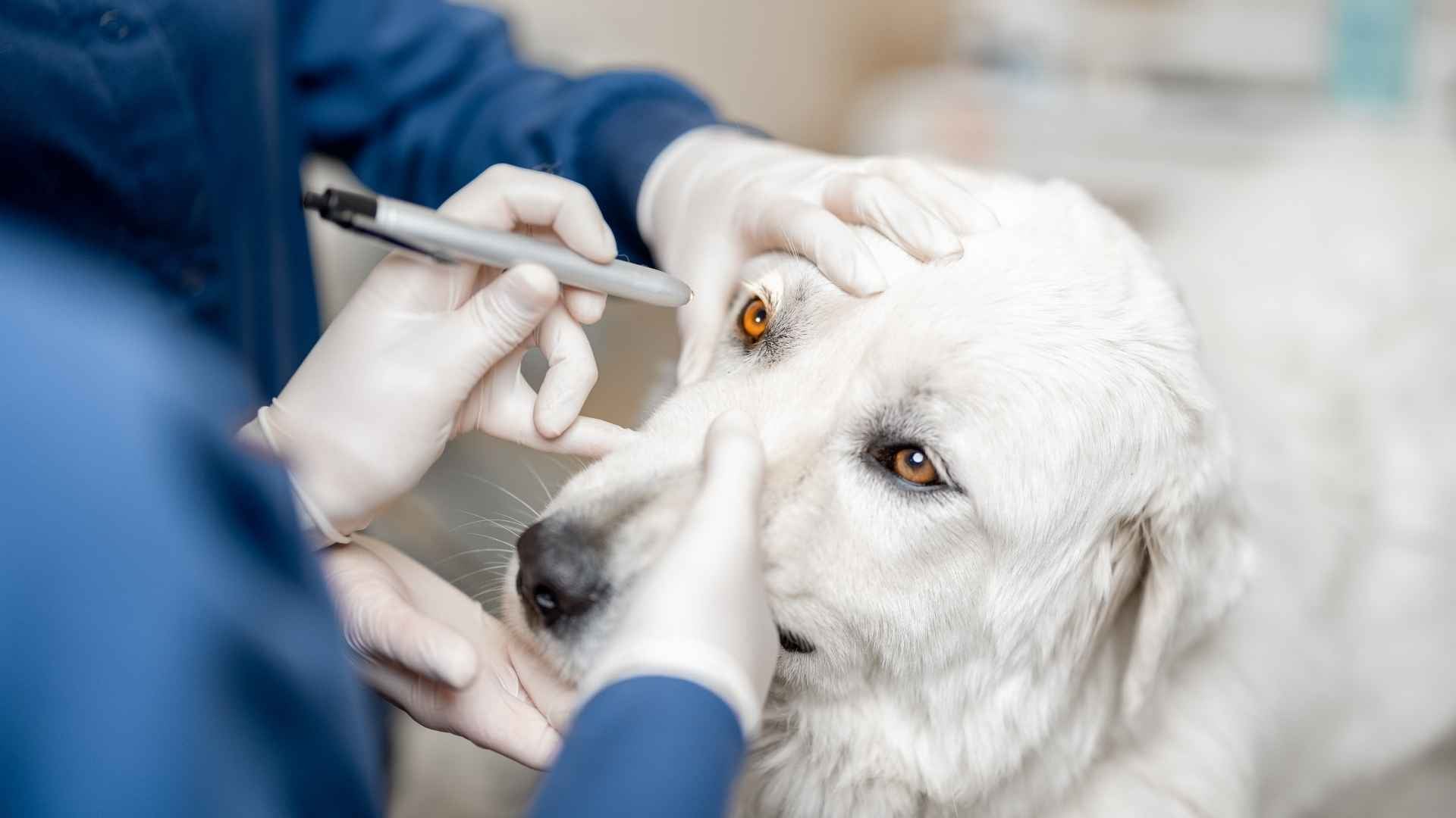 Veterinario revisando ojos del perro