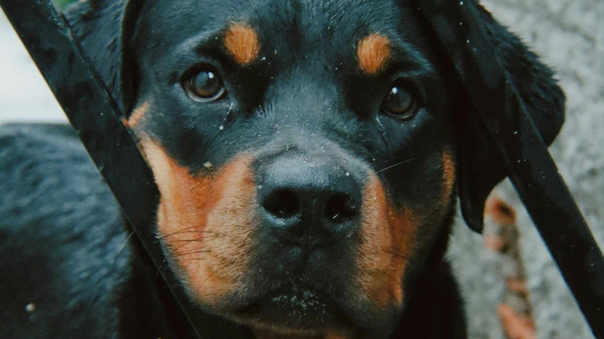 rottweiler