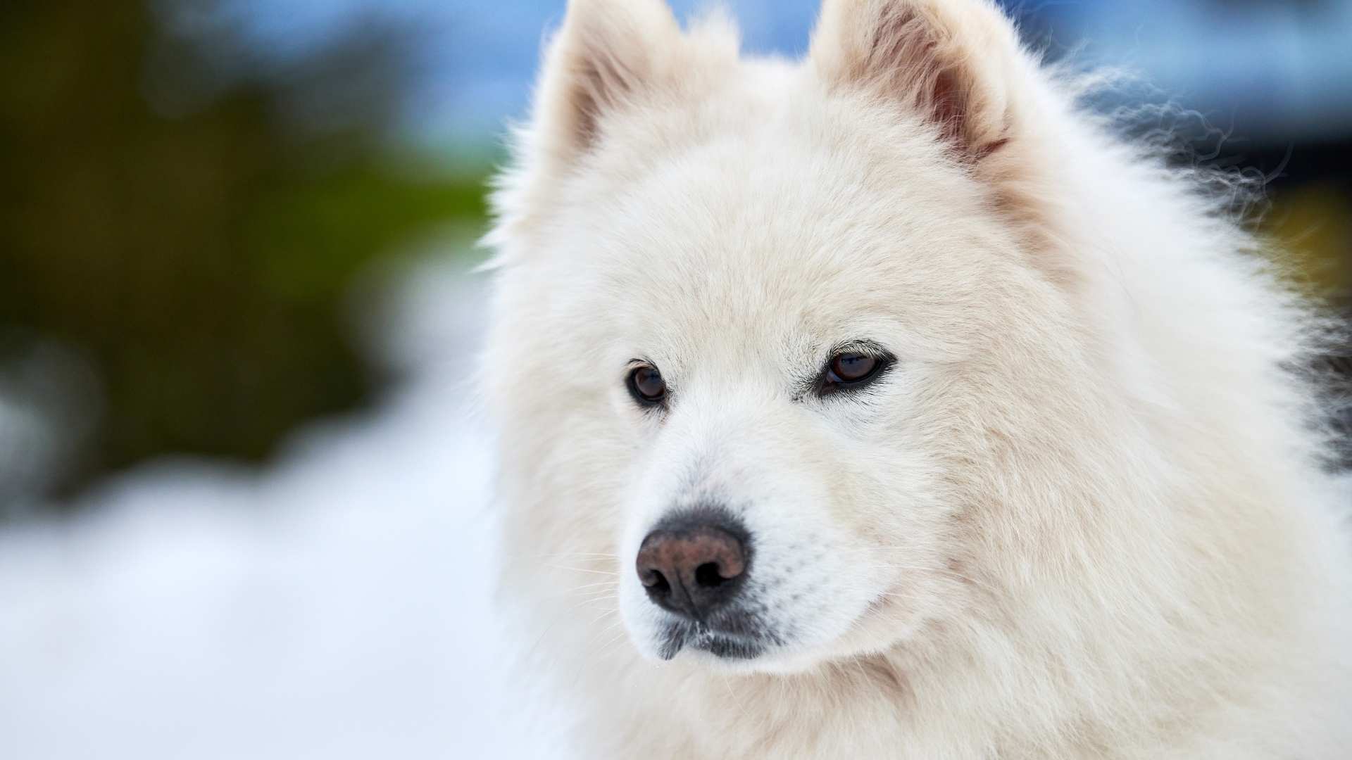 samoyedo