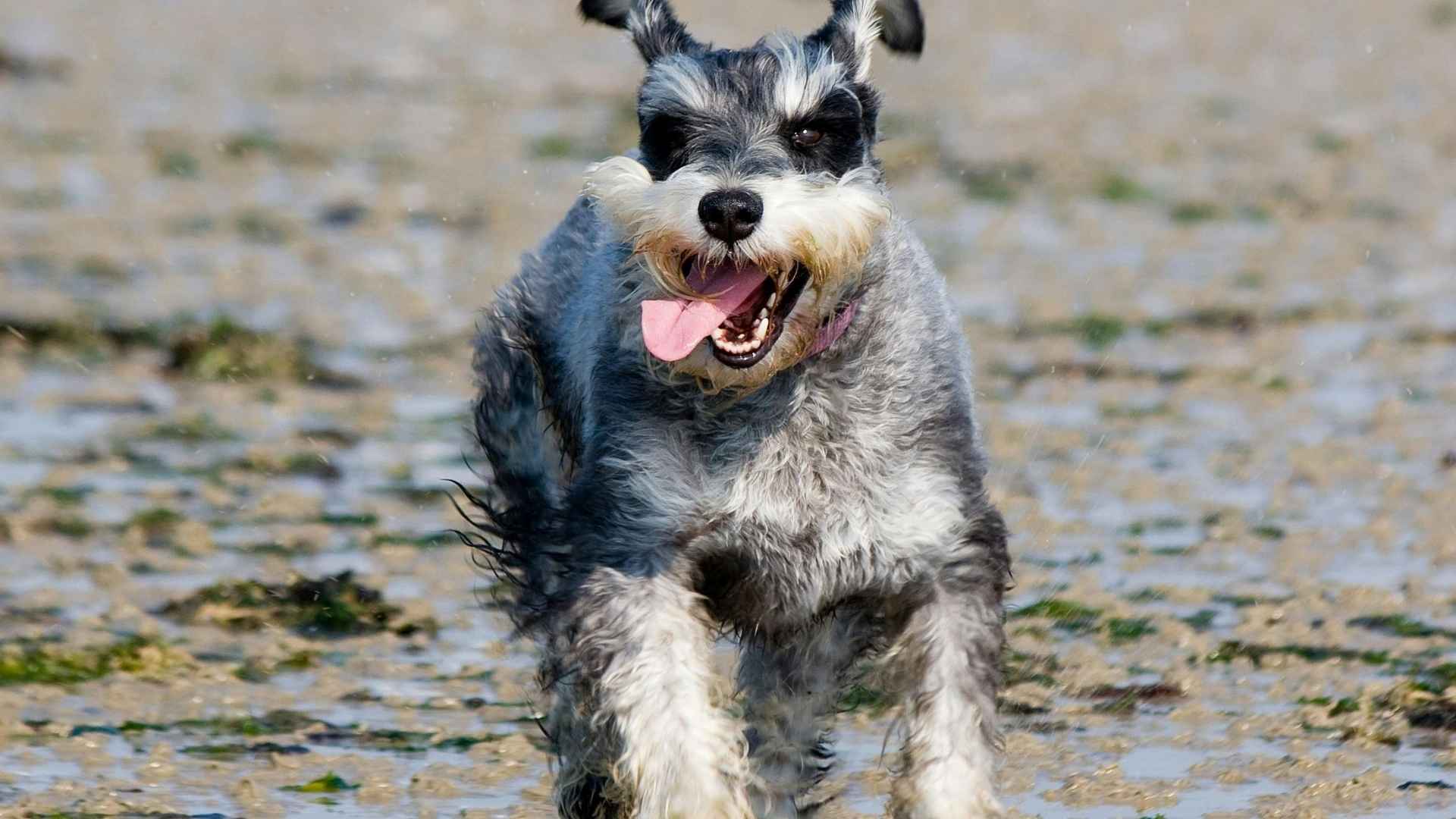 schnauzer