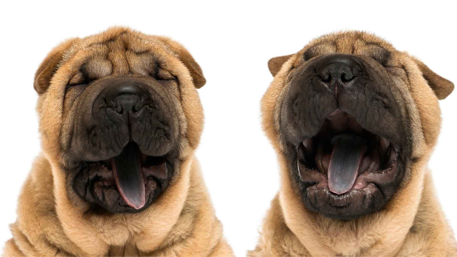 Shar pei con lengua azul