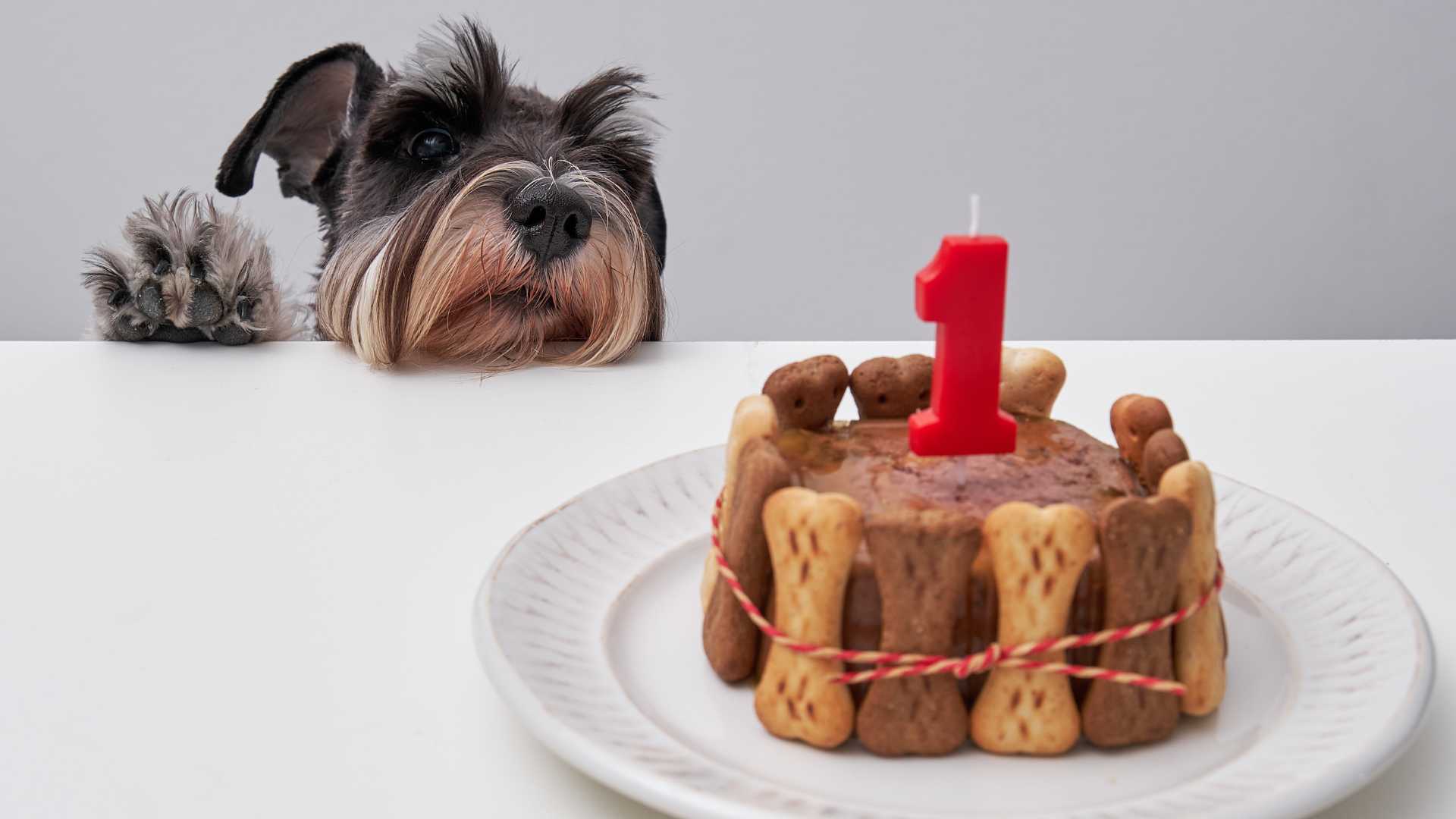 Pastel de cumpleaños de ternera para perros