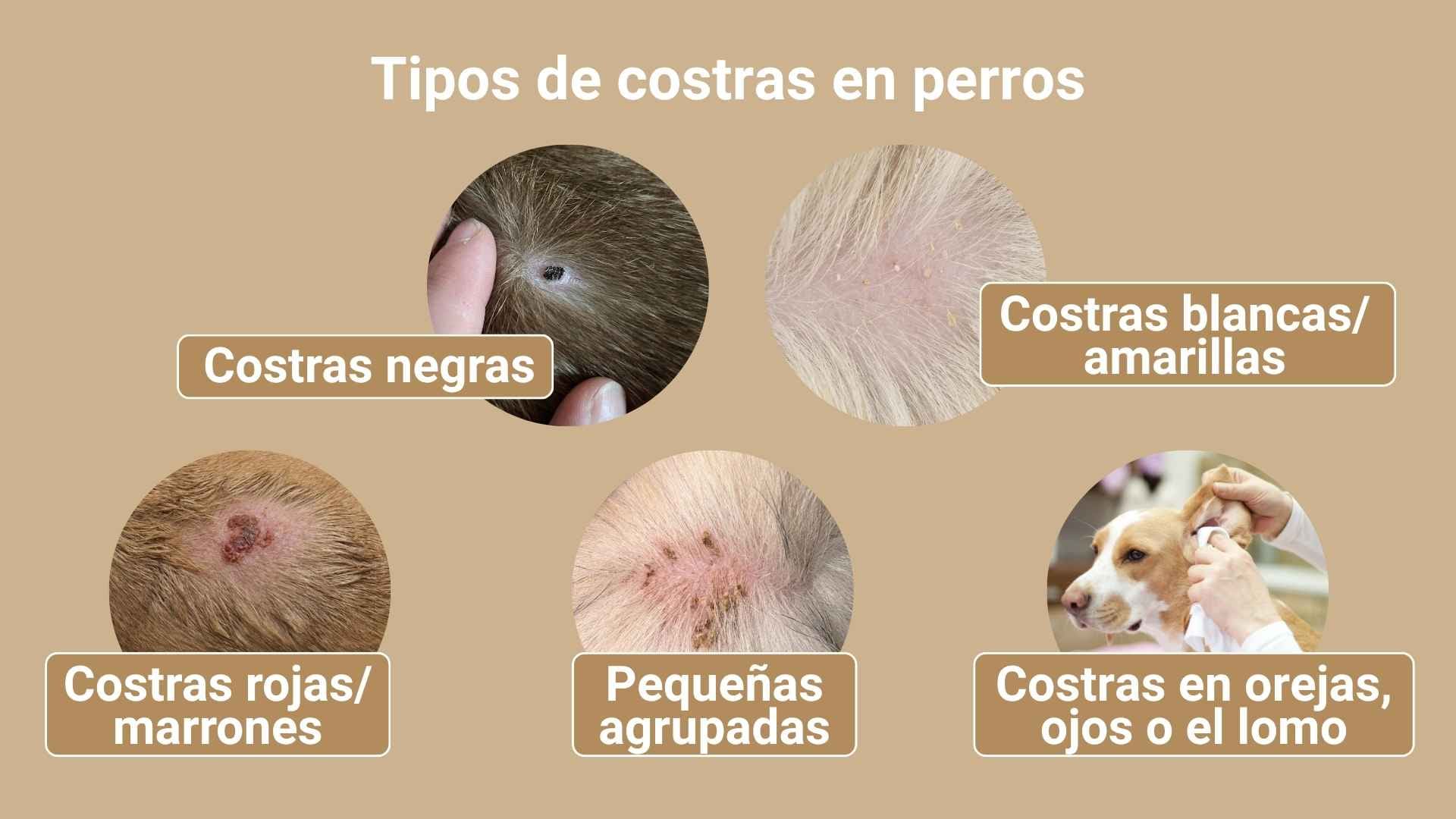 Tipos de costras en perros