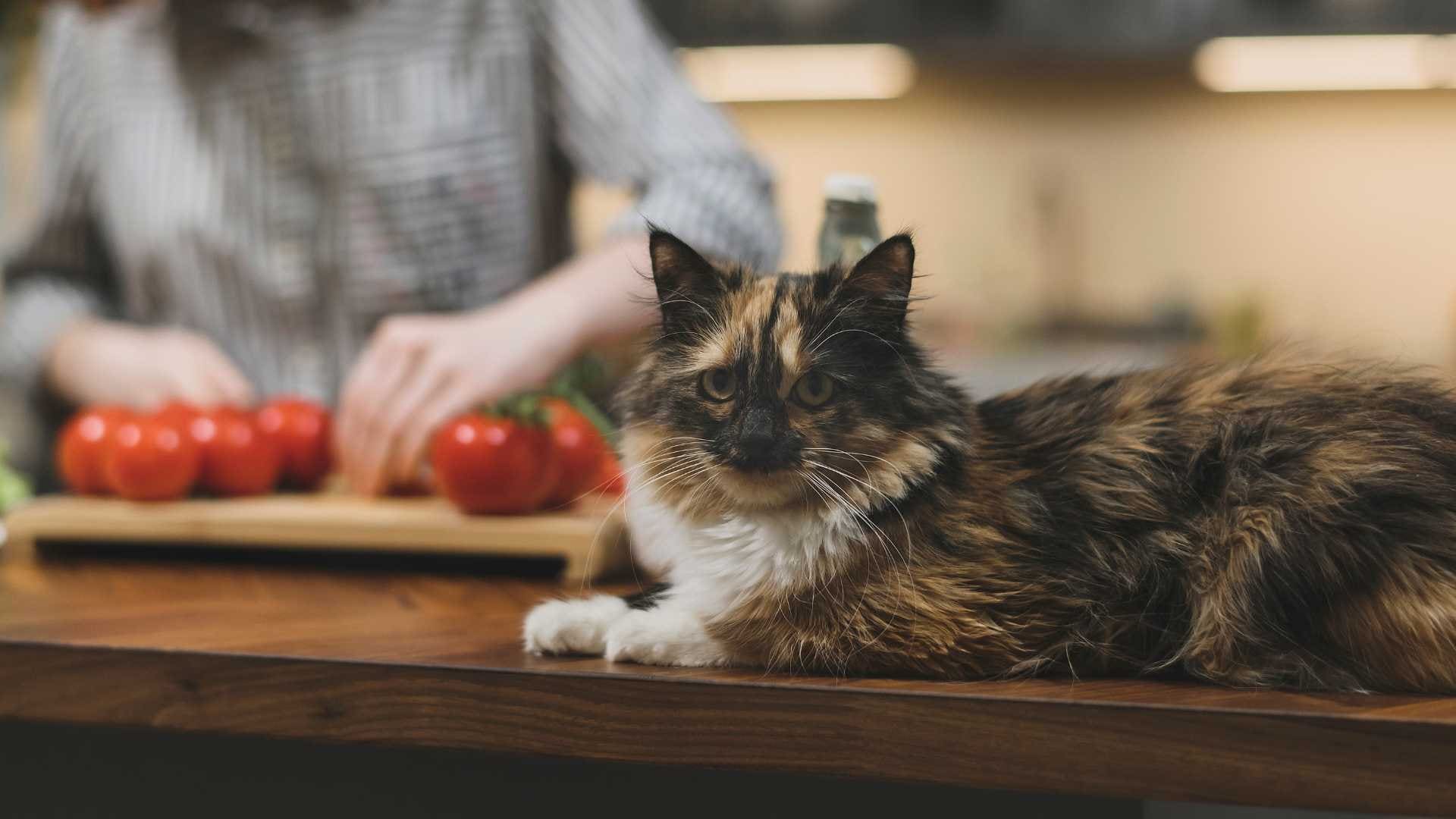 Gato comer tomate es bueno