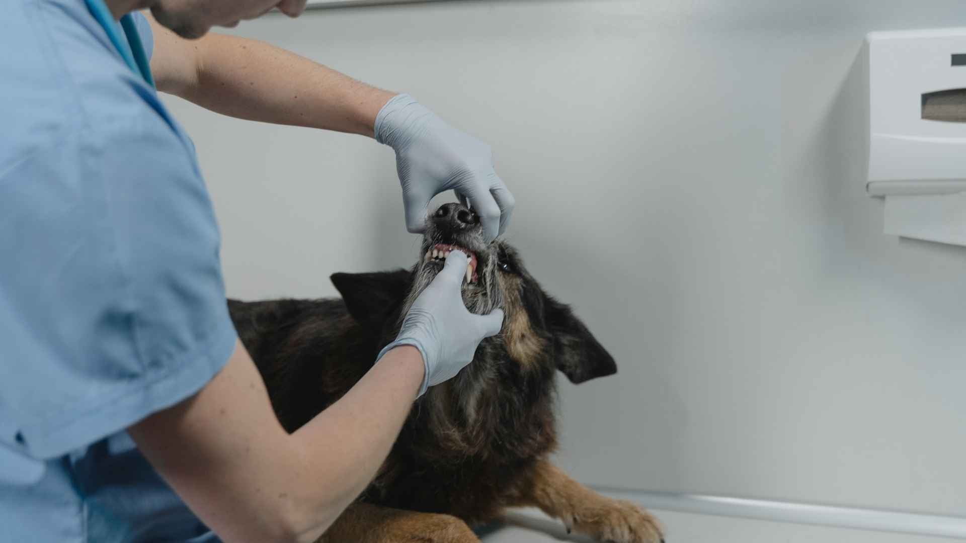 tratamiento procesionaria en perros 