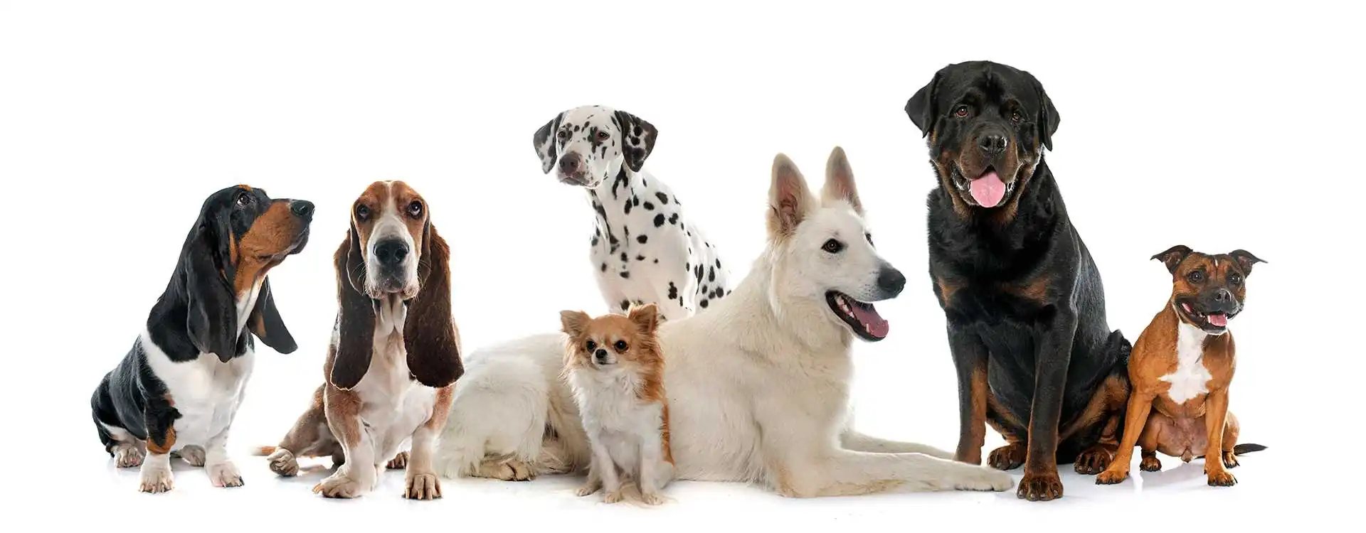 Feeding for Dogs with Hip and Joint Problems Nutritional Strategies