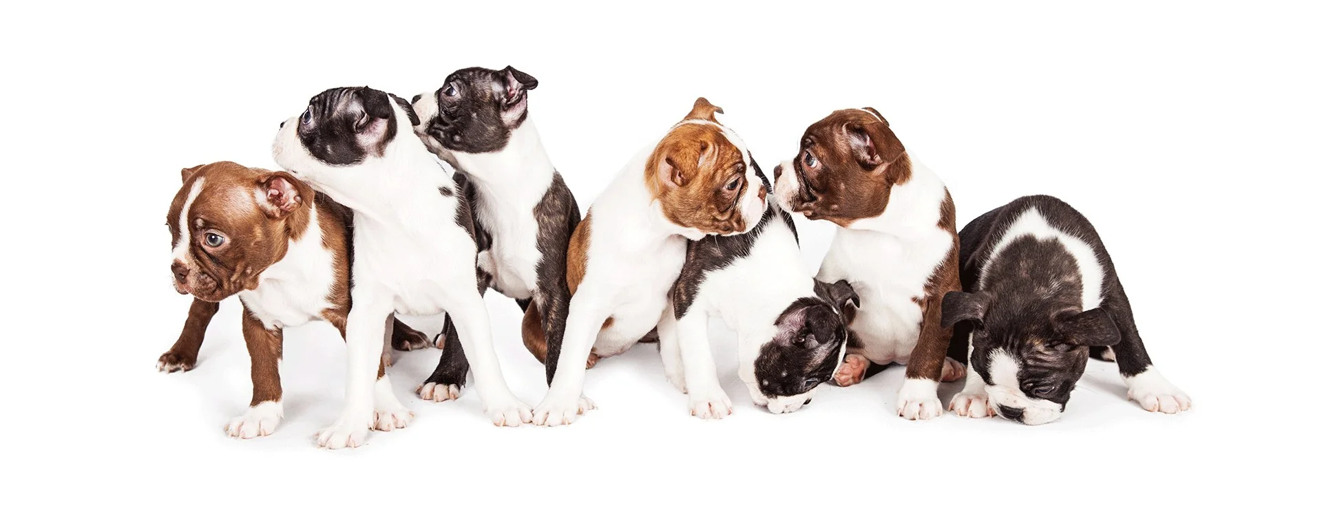 Why does my dog tremble when it's cold?