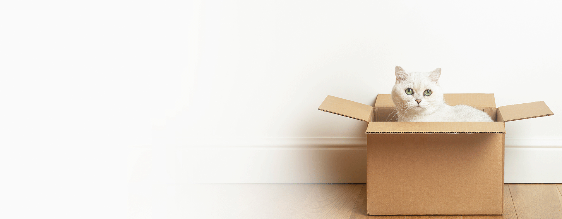 Why does my cat start licking its paws after eating?