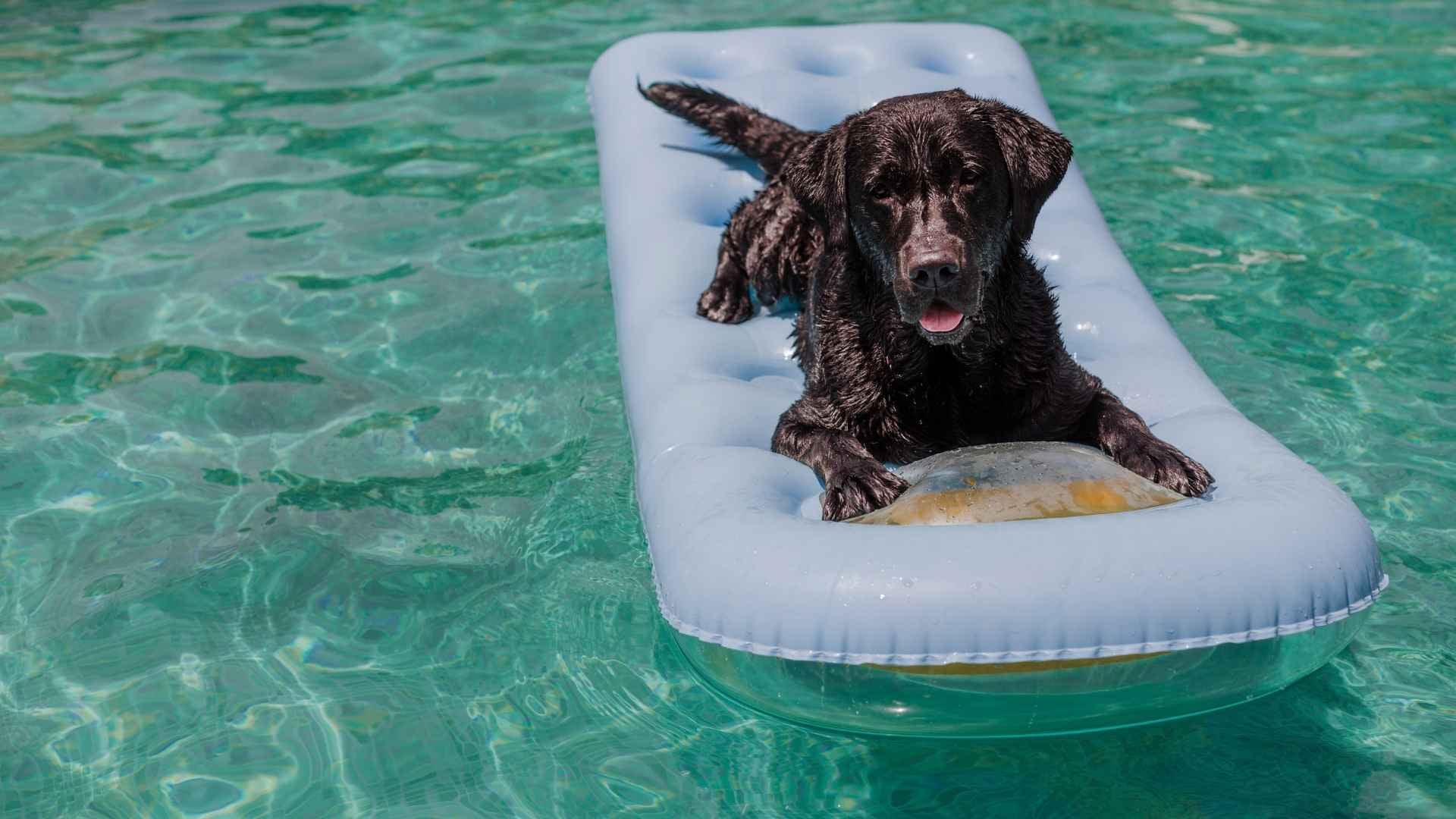 Piscinas para perros en España: los mejores planes para este verano