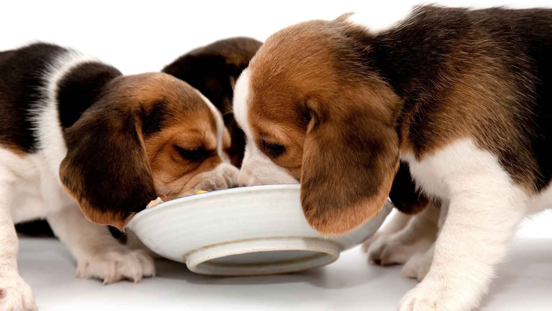 ¿Qué dar de comer a un cachorro para evitar problemas de crecimiento?