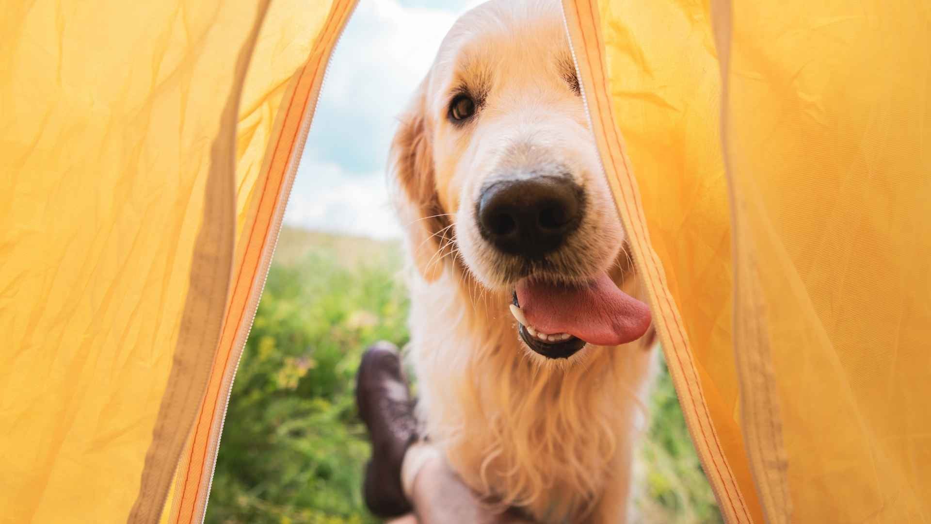 Los mejores campings pet friendly para ir con tu perro