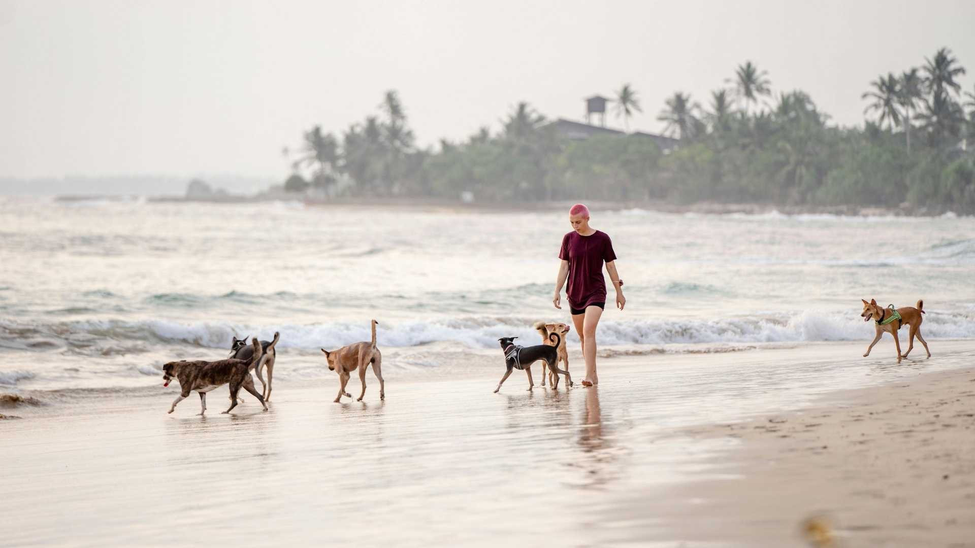 Playas para Perros en España [Guía Patitas Playeras 2025]