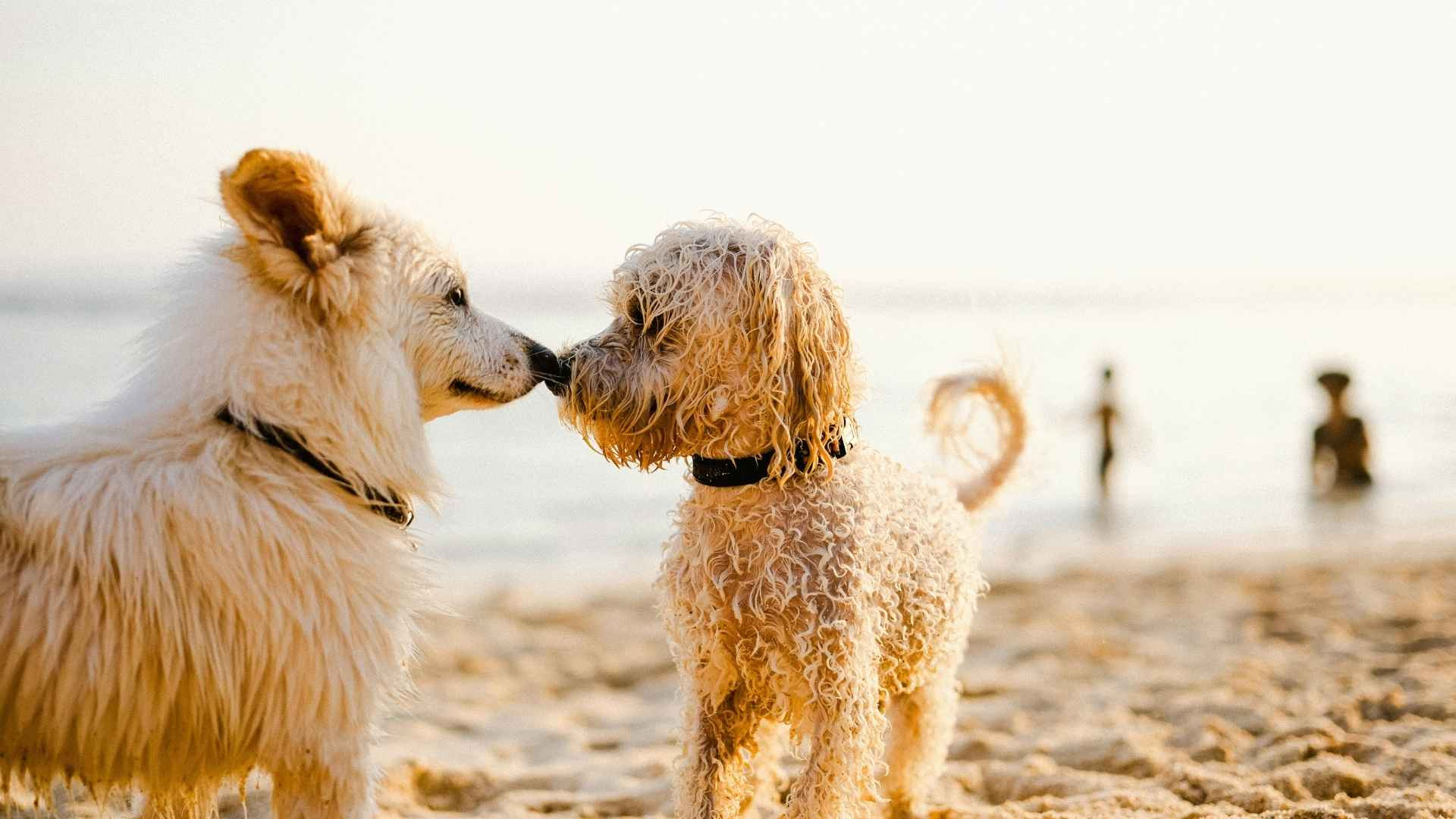 Las Playas para Perros más Conocidas de Galicia [Guía Patitas Playeras 2025]