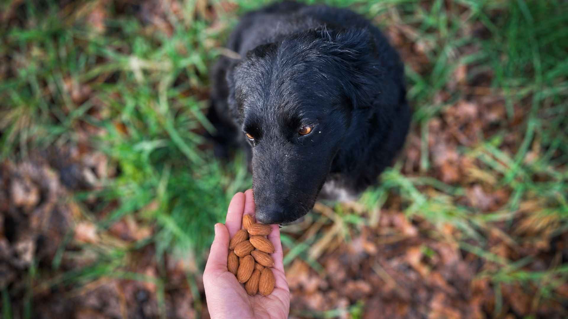 ¿Los perros pueden comer almendras?