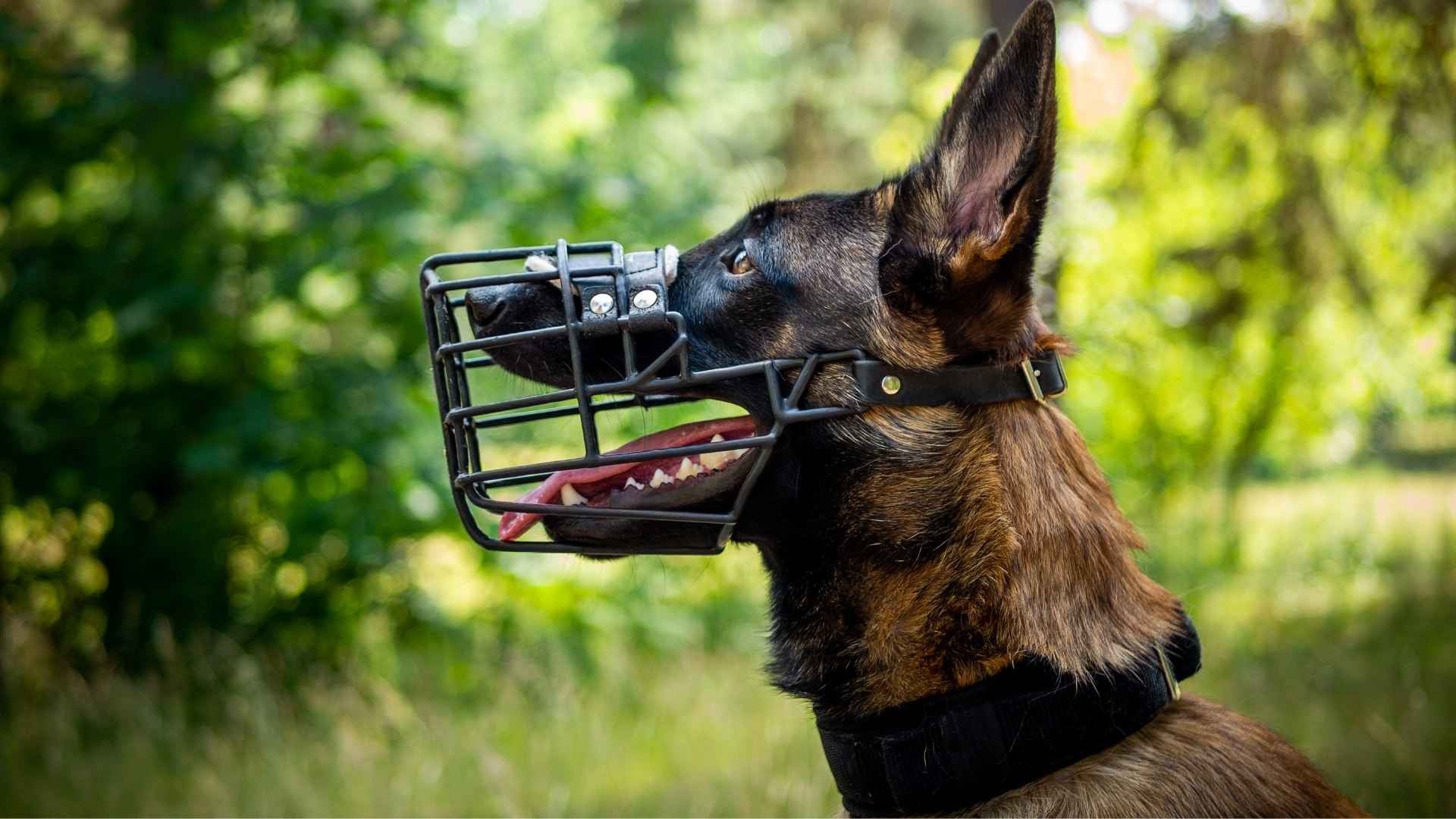 ¿Qué perros están obligados a usar bozal en España?