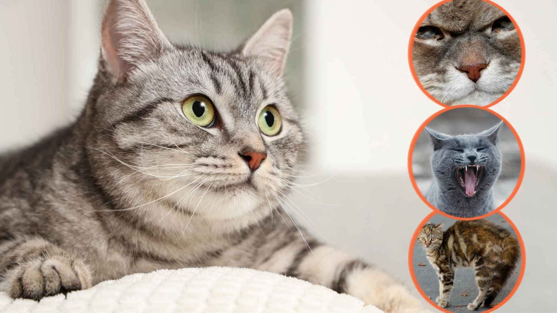 ¿Cómo usar las feromonas para gatos y evitar los errores más comunes?