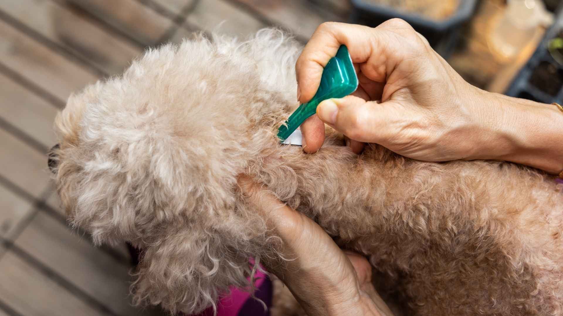 Mejores pipetas antiparasitarias para perros: guía comparativa