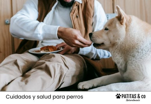 Alimentos que tu perro puede y no puede comer