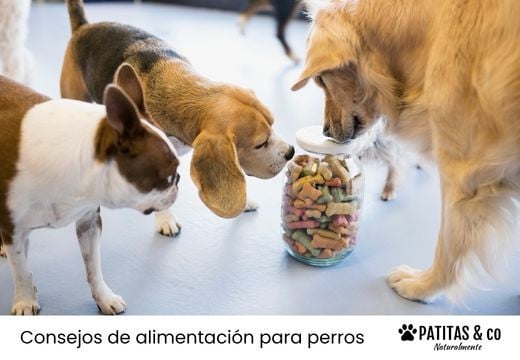 ¿Los perros pueden comer chuches? Aprende a premiar con responsabilidad a tu peludo