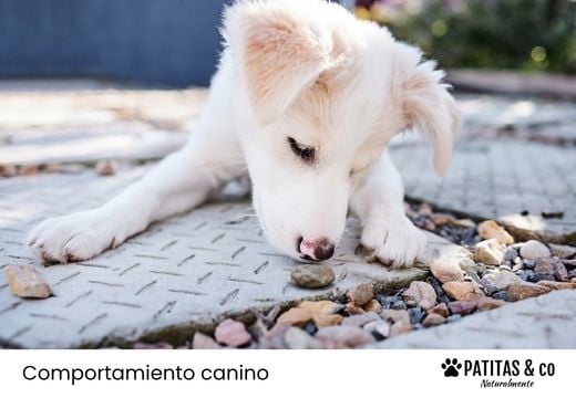 ¿Qué hacer si mi perro come piedras?