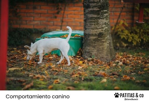 Coprofagia o por qué los perros comen caca: significado y cómo evitarlo