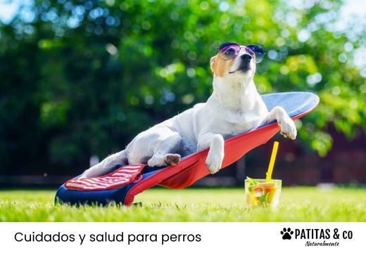 ¿Los perros necesitan protector solar?