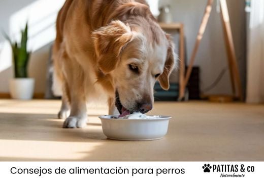 ¿Sirven los probióticos de humanos para perros?