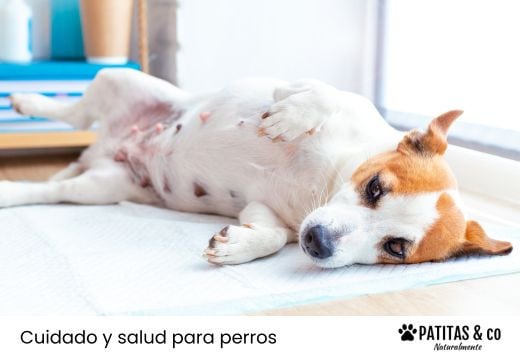 ¿Cuántas mamas tiene una perra? ¿Y un perro macho también tiene pezones?