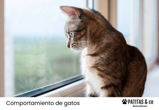¿Cuánto tiempo puede estar un gato solo en casa?