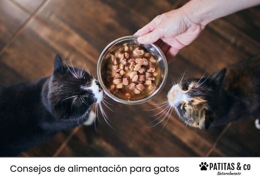 7 Beneficios de la comida húmeda para gatos