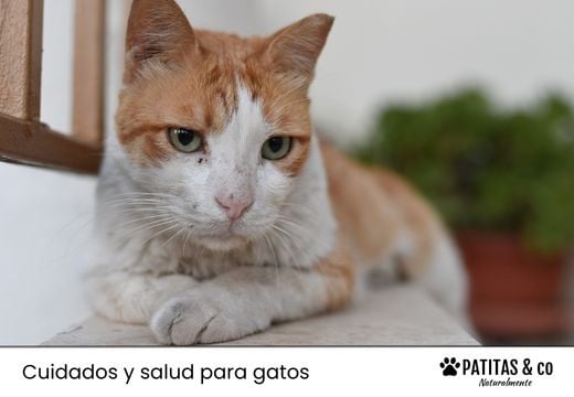 Leucemia en gatos: fases, tratamiento y convivencia