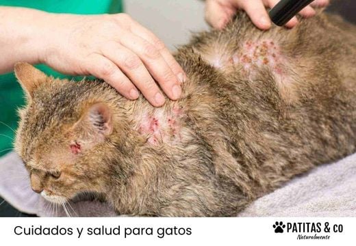 ¿Tu gato tiene alergia alimentaria? Síntomas y cómo ayudarle