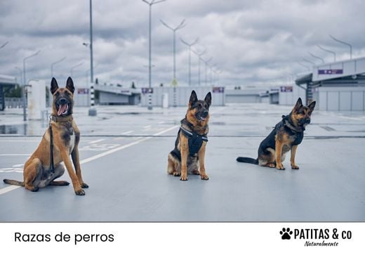 Razas de perros policía: funciones, características y curiosidades