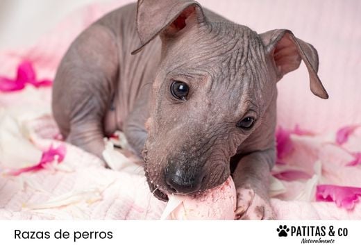 Razas de perros sin pelo (guía completa y cuidados)