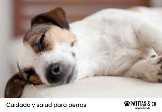 Mi perro duerme mucho, ¿es normal?