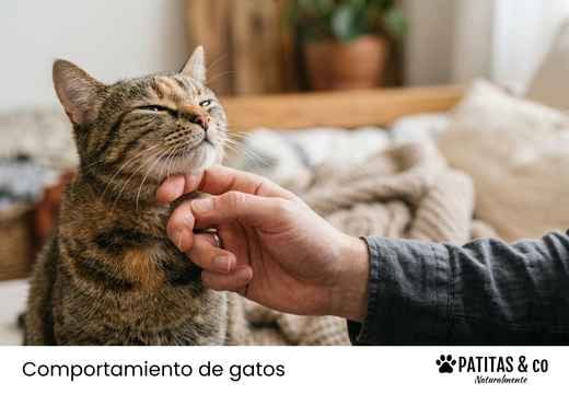 ¿Dónde y cómo acariciar a un gato? Zonas para que ronronee y se relaje