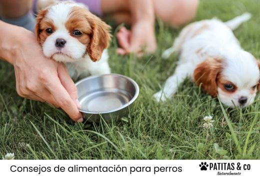 Cachorro en casa: la guía de alimentación que sí vas a usar