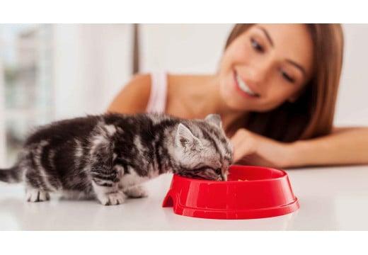 Gatito recién llegado: la guía de alimentación que vas a necesitar