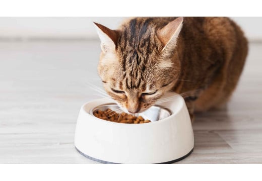 Gato adulto en casa: la guía de alimentación que sí vas a usar