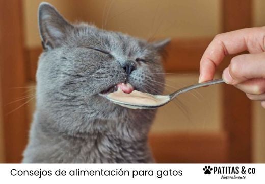Gato senior en casa: la guía de alimentación para esta nueva etapa