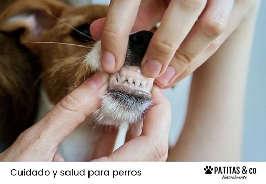 Anemia en perros: síntomas, tipos y cuándo preocuparse