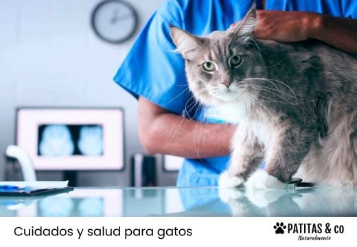 Artrosis en gatos: síntomas, tratamiento y cuidados