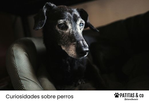 ¿Cómo calcular la edad de los perros en años humanos?
